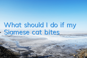 What should I do if my Siamese cat bites?