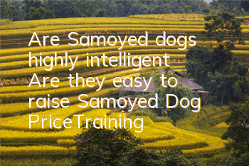 Are Samoyed dogs highly intelligent? Are they easy to raise? Samoyed Dog Price|Training