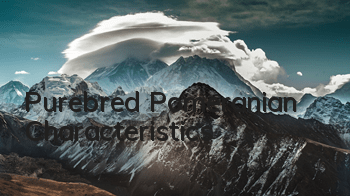 TPurebred Pomeranian Characteristics
