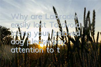 Why are Labradors easily lost? To avoid losing your beloved dog, please pay attention to these things.