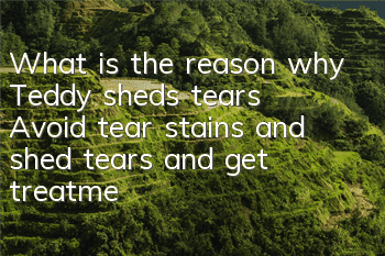 What is the reason why Teddy sheds tears? Avoid tear stains and shed tears and get treatment as soon as possible!