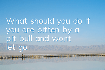 What should you do if you are bitten by a pit bull and won’t let go?