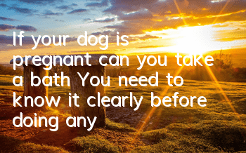 TIf your dog is pregnant, can you take a bath? You need to know it clearly before doing anything!