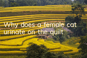 Why does a female cat urinate on the quilt?
