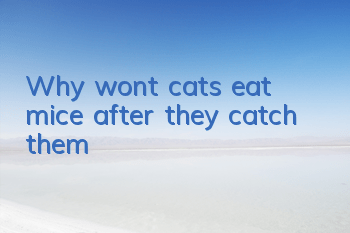 Why won’t cats eat mice after they catch them?