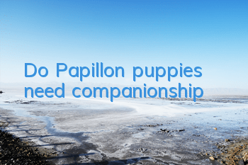 Do Papillon puppies need companionship?
