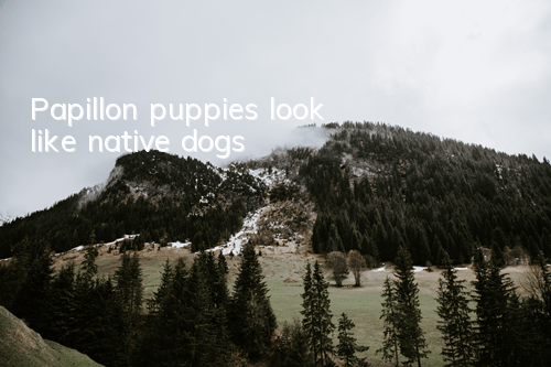 Papillon puppies look like native dogs