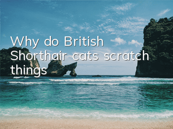 Why do British Shorthair cats scratch things?
