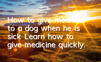 How to give medicine to a dog when he is sick? Learn how to give medicine quickly.