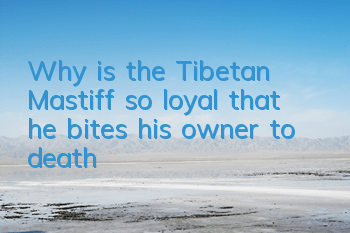 Why is the Tibetan Mastiff so loyal that he bites his owner to death?