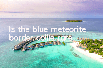 Is the blue meteorite border collie rare?