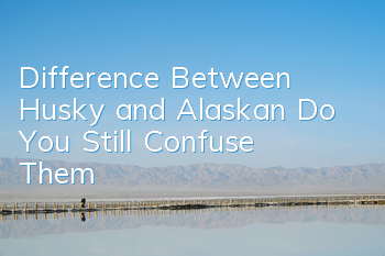 Difference Between Husky and Alaskan Do You Still Confuse Them?