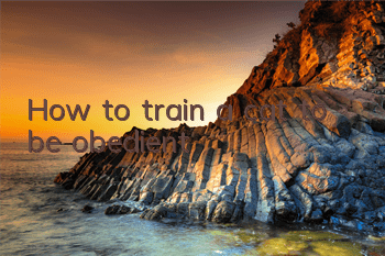 How to train a cat to be obedient