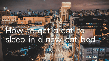 How to get a cat to sleep in a new cat bed