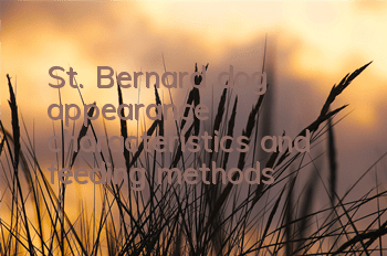 St. Bernard dog appearance characteristics and feeding methods
