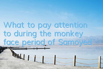 TWhat to pay attention to during the monkey face period of Samoyed