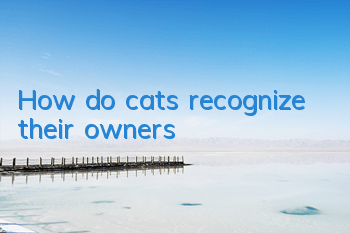 How do cats recognize their owners?