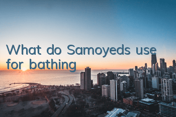 What do Samoyeds use for bathing?