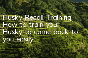 Husky Recall Training How to train your Husky to come back to you easily