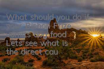 What should you do if your Bichon Frize vomits dog food? Let’s see what is the direct cause!