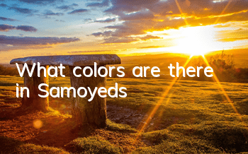 What colors are there in Samoyeds?