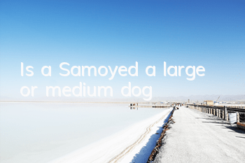 Is a Samoyed a large or medium dog?