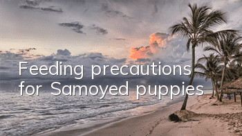Feeding precautions for Samoyed puppies