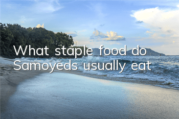 What staple food do Samoyeds usually eat?
