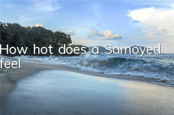 How hot does a Samoyed feel?