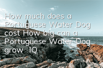 How much does a Portuguese Water Dog cost? How big can a Portuguese Water Dog grow | IQ