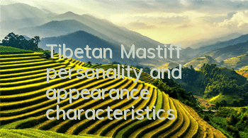 TTibetan Mastiff personality and appearance characteristics