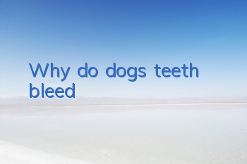 Why do dogs’ teeth bleed?