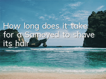 How long does it take for a Samoyed to shave its hair?