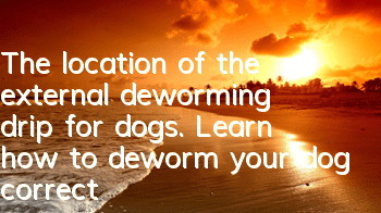 The location of the external deworming drip for dogs. Learn how to deworm your dog correctly.