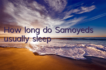 How long do Samoyeds usually sleep?