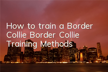 THow to train a Border Collie? Border Collie Training Methods