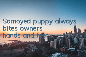 Samoyed puppy always bites owner's hands and feet
