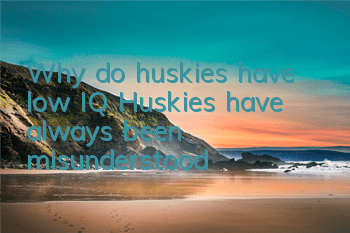 Why do huskies have low IQ? Huskies have always been misunderstood