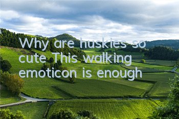 Why are huskies so cute? This walking emoticon is enough