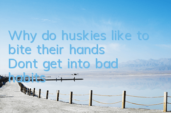 Why do huskies like to bite their hands? Don’t get into bad habits