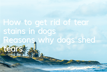 THow to get rid of tear stains in dogs? Reasons why dogs shed tears