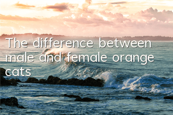 The difference between male and female orange cats