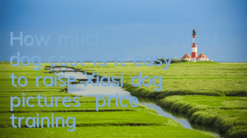 How much does a Xiasi dog cost? Is it easy to raise? Xiasi dog pictures | price | training
