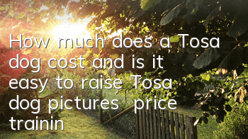 How much does a Tosa dog cost and is it easy to raise? Tosa dog pictures | price | training