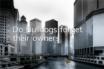 Do Bulldogs forget their owners?