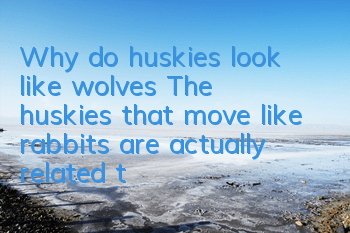 Why do huskies look like wolves? The huskies that move like rabbits are actually related to wolves.