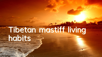 TTibetan mastiff living habits