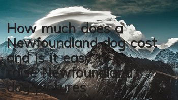 How much does a Newfoundland dog cost and is it easy to raise? Newfoundland dog pictures | price | training