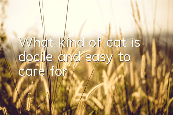 What kind of cat is docile and easy to care for?