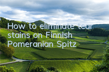 How to eliminate tear stains on Finnish Pomeranian Spitz